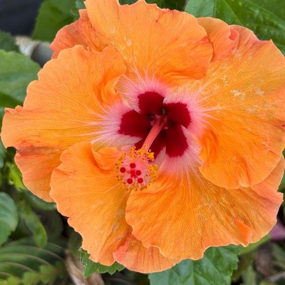 Meet your Posher, Drea - Picture 1 of 1